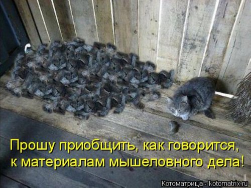 Лучшая котоматрица недели  смешные картинки