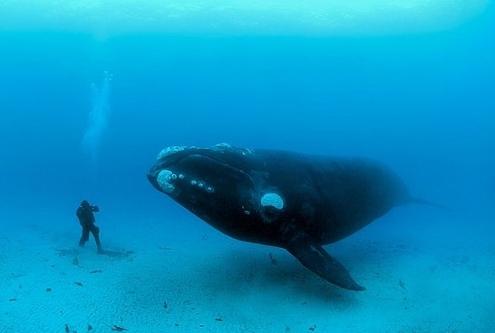 Самый большой кит нуждается в защите