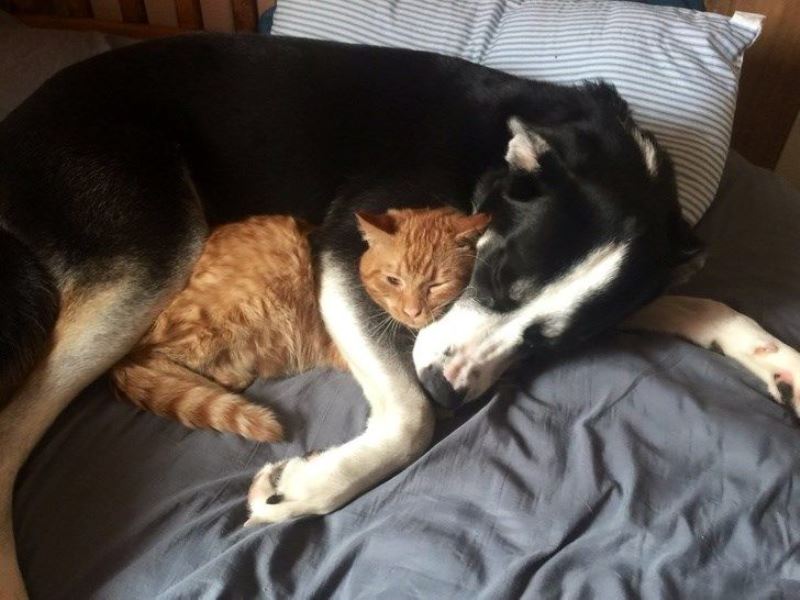 Русские пословицы о мурчащих кошка, кошке, кошек, кошки, любили, Великий, пост Борода, честь, есть Отольются, мышкины, слёзки Живут, собакой Отчего, гладок, бок Покупать, мешке Кот, пляс Зарекалась, серы Кошку, лазить Ночью, против, шерсти