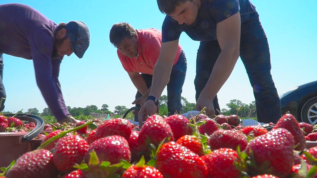 Власти Дагестана возрождают студенческие сельхозотряды