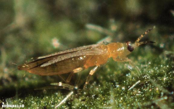 Самое маленькое насекомое в мире Самое маленькое насекомое в мире интересное,насекомые,природа