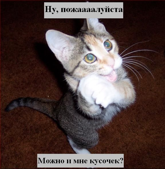 Зверьё моё... супер