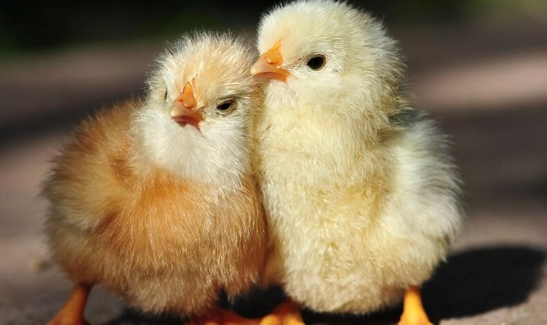 Два петуха терроризировали всю деревню, за что и поплатились 