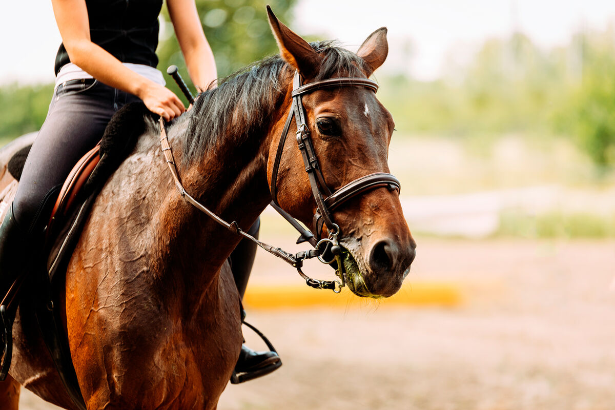 Калининградка упала с лошади во время конной прогулки и получила травму спины