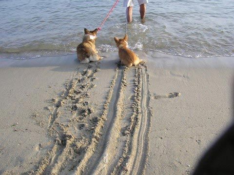 собаки бояться воды, смешные собаки бояться воды, смешные фото собаки вода