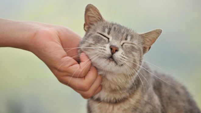 10 способов, которыми котейки пытаются сказать вам: «Я тебя люблю!» 