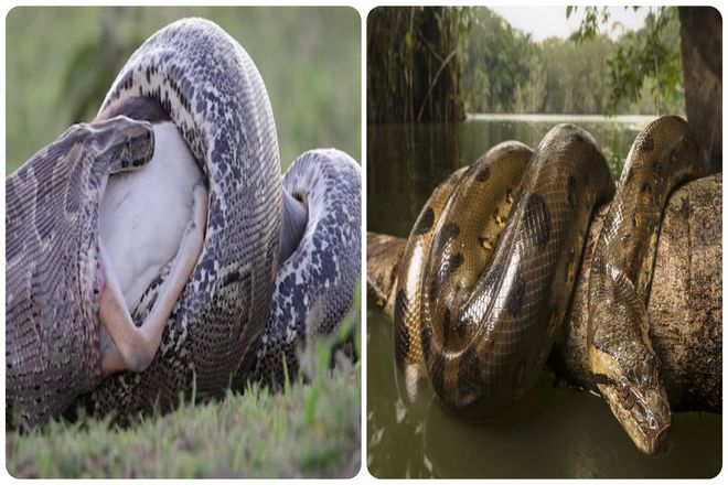 Встречи со змеями чаще встречаются в общинах коренных народов, живущих в тропических лесах со змеями. В результате нападений питонов в период с 1934 по 1973 год погибло 6 человек.