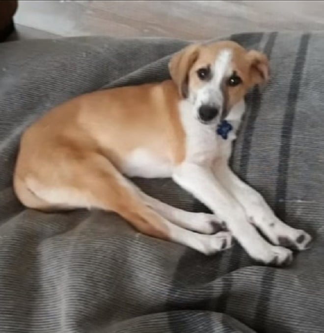 Щенок в доме