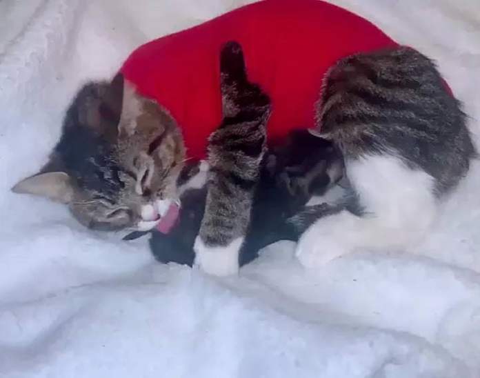 Без кота и жизнь не та