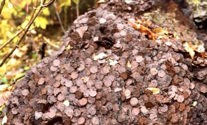 Грибники нашли средневековый клад Грибники нашли средневековый клад