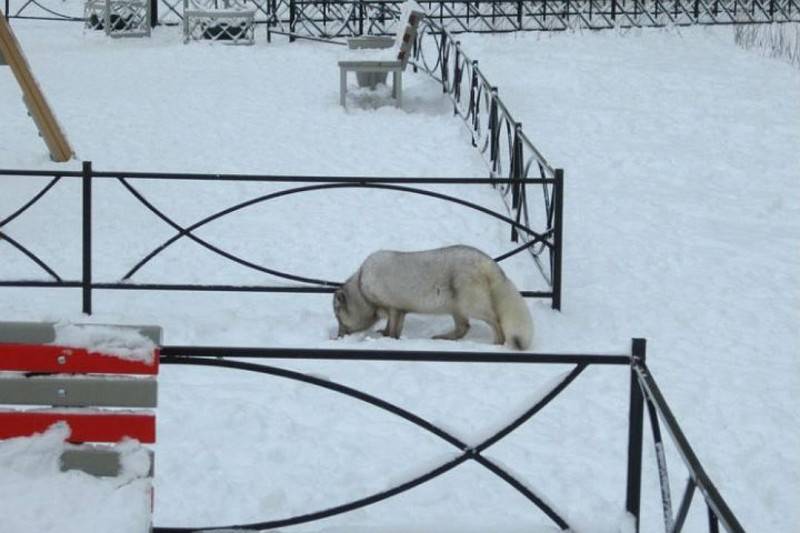 В Петербурге приютили домашнего песца, который гулял на детской площадке