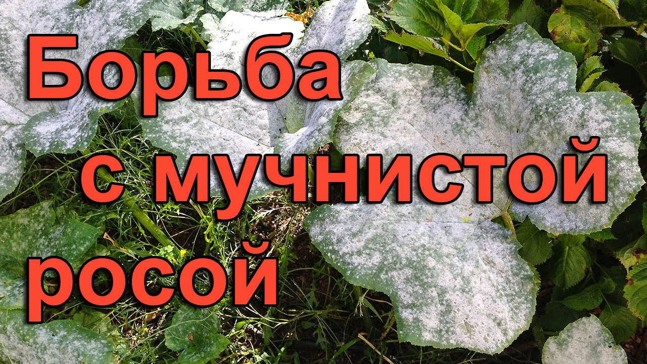 Купорос от мучнистой росы. От мучнистой росы препараты. Мучнистая роса препараты для борьбы. Мучнистая роса на петунии. Мучнистая роса методы борьбы с ней.