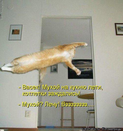 Свежая котоматрица для всех (31 шт)