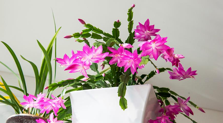 Как получить роскошное цветение декабриста к Новому году? Простые правила ухода комнатные растения,полезные советы,цветоводство