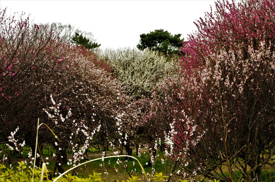 UME Forest by MEGUMU(恵) WATANABE(渡辺) on 500px