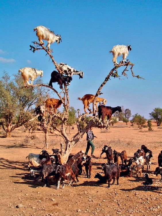 На юго-востоке Марокко домашние козы лазают даже по деревьям аргании, чтобы пожрать ее плоды, причем добираются до самых верхних веток горные козлы, животные, удивительное, чудо. скалы