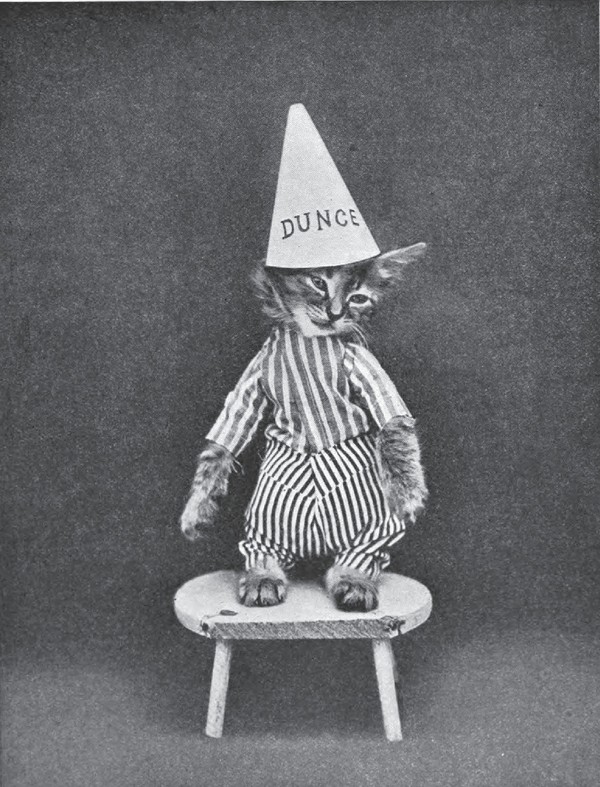 Фотография: Очаровательные винтажные кошки, которые докажут, что коты правили миром во все времена №21 - BigPicture.ru