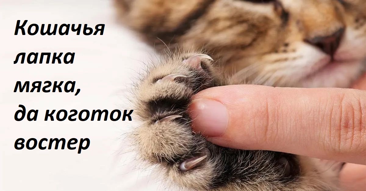 Русские пословицы о мурчащих