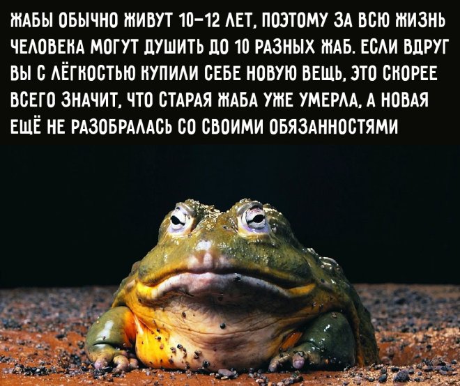 Прикольные картинки с надписями и свиничница Прикольные картинки с надписями и свиничница