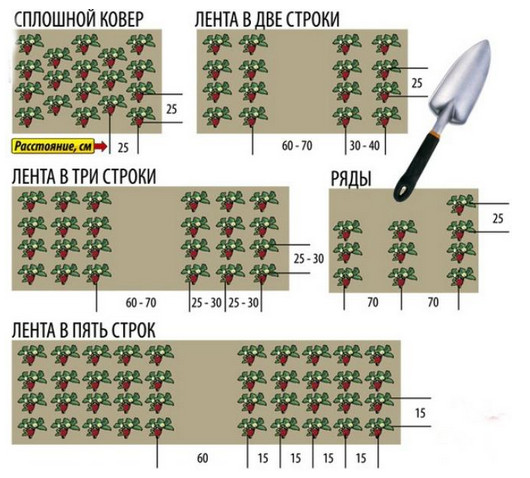 Как сажать клубнику в августе, чтобы не беспокоиться об урожае в следующем году...