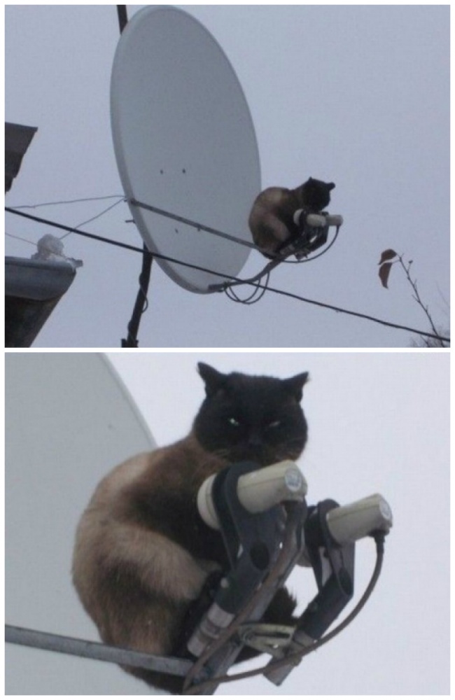 25 животных, которые плевали на эти ваши правила 