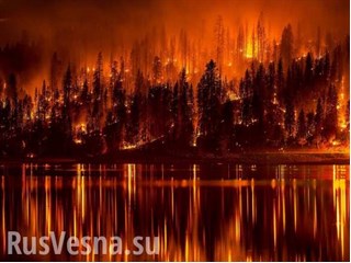 Настоящие причины пожаров: почему российские леса остались без защиты Настоящие причины пожаров: почему российские леса остались без защиты россия