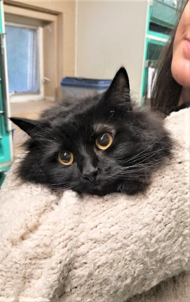 Кошка лежит