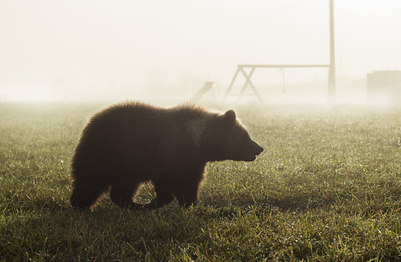 Медведь пришёл. В Ивановской области отмечается нашествие косолапых