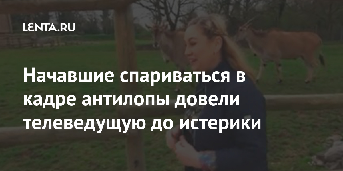 Начавшие спариваться в кадре антилопы довели телеведущую до истерики Интернет и СМИ