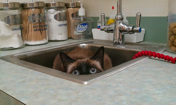 25 смешных котов, которые только что осознали, что находятся у ветеринара коты у ветеринара, кошка у ветеринара, смешные коты