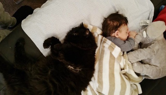 Кошка полюбила малыша еще до рождения и превратилась в отличную няньку дети, животные, кот, кошка, мать