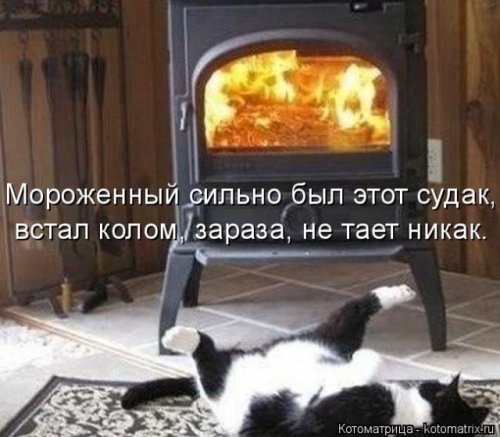 Свежая котоматрица для всех (40 фото)