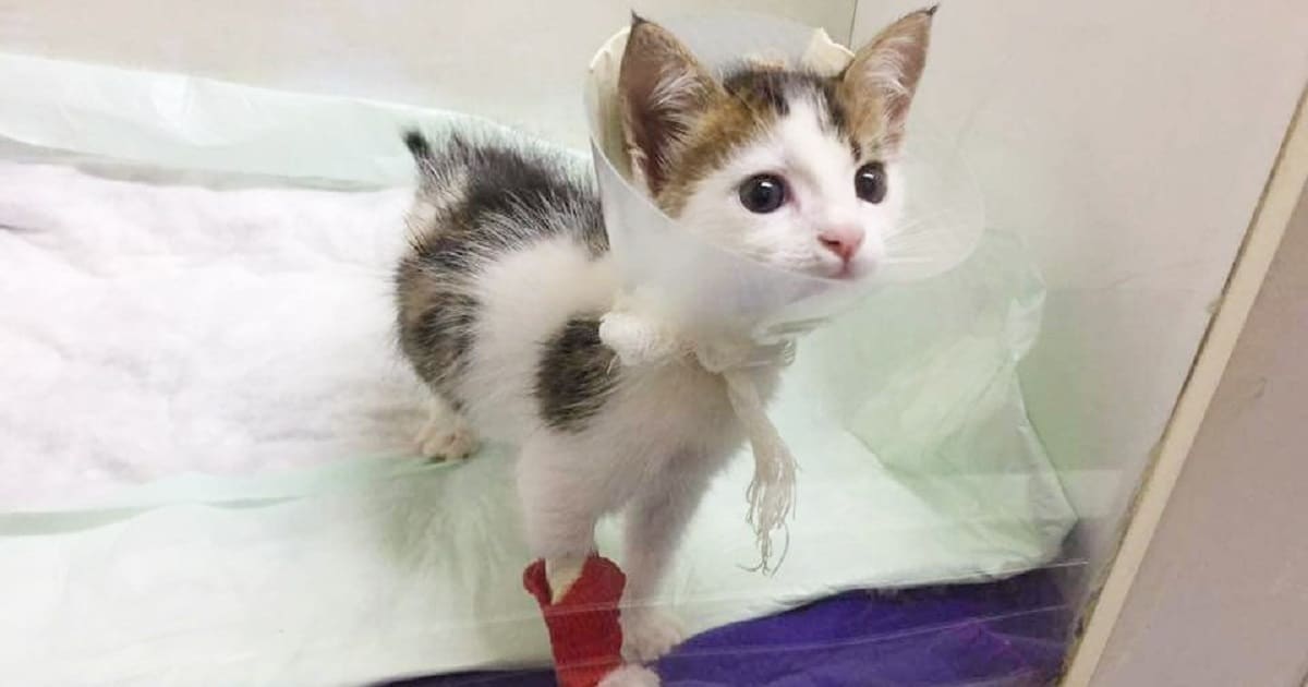Котенок стоит