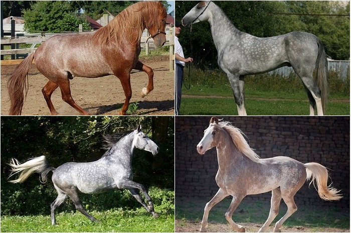 Самые редкие и красивые лошади мира.