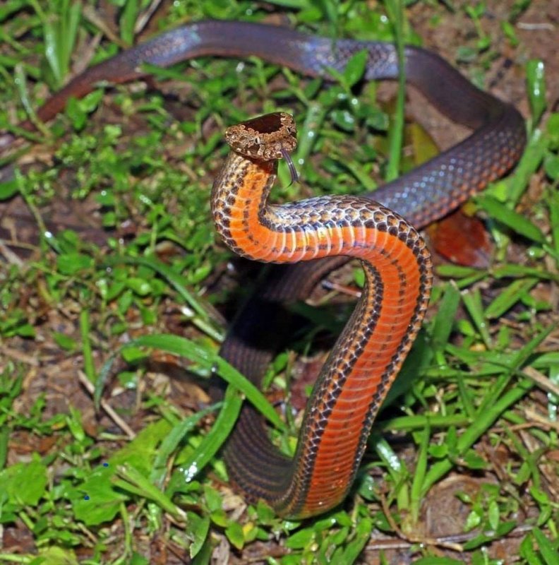 Змеи в доме - обычное дело для жителей Австралии австралия,змеи,интересное,мир
