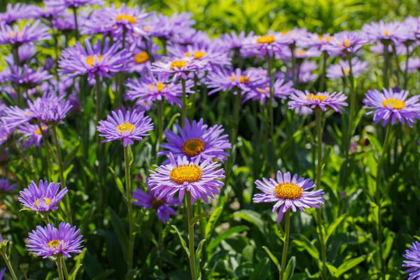 Астра альпийская (Aster alpinus)