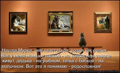 Лучшая котоматрица недели  смешные картинки