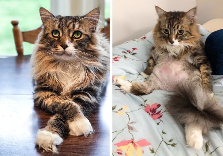 26 животных, чьи фото нужно смотреть два раза в день для настроения 26 животных, чьи фото нужно смотреть два раза в день для настроения животные