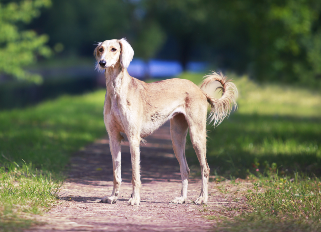 Old croatian sighthound. Салюки порода собак. Азавак Левретка. Борзая салюки. Салюки арабская борзая.