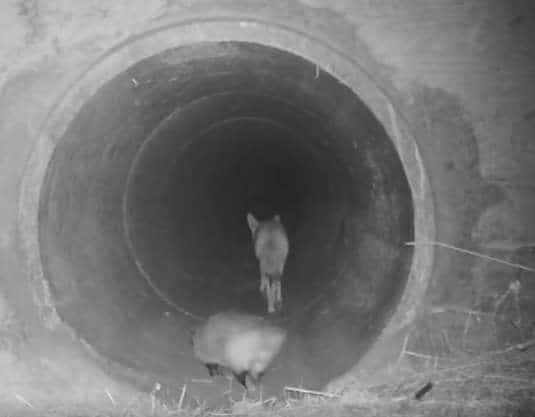 койот и барсук