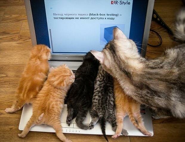 Моя кошка любит интернет не всё так грустно