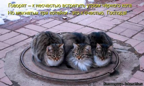 Лучшая котоматрица недели  позитив,смешные картинки,юмор