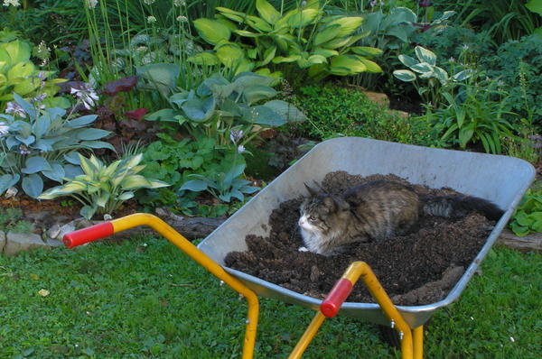 Кошка в ландшафтном дизайне, или Если у вас есть сад и кошка... 