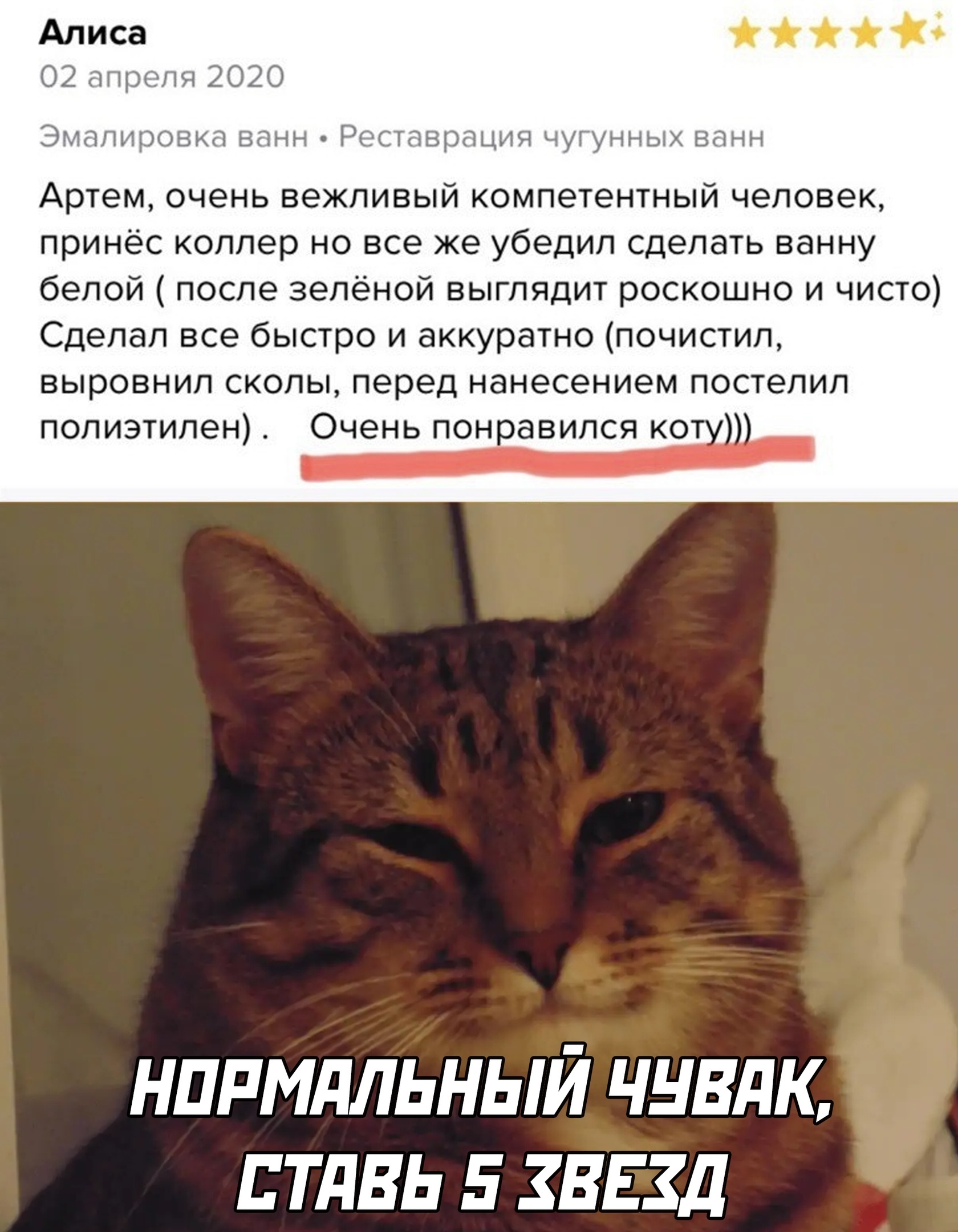 Понимающий кот. Добрый понимающий кот. Понравился коту. Понимающий кот Мем.