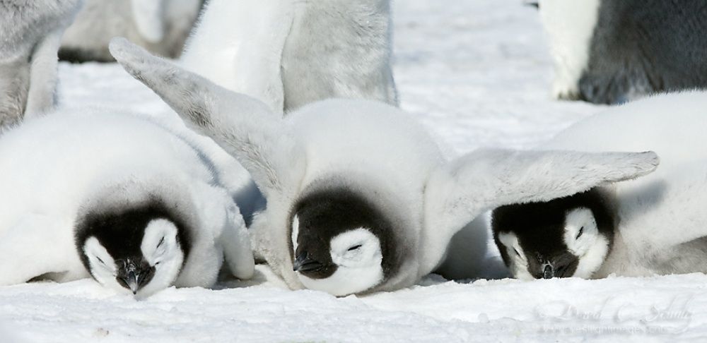Эти удивительные пингвины