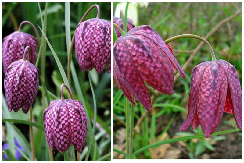 Рябчик шахматный (Fritillaria meleagris) интересное, красота, флора, цветы