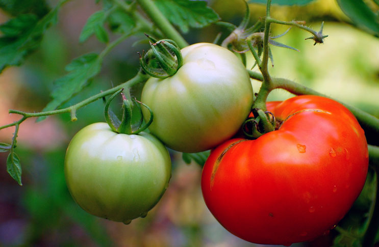 Выращивание помидоров по методу И.М.Маслова — увеличение урожая в 8 раз!