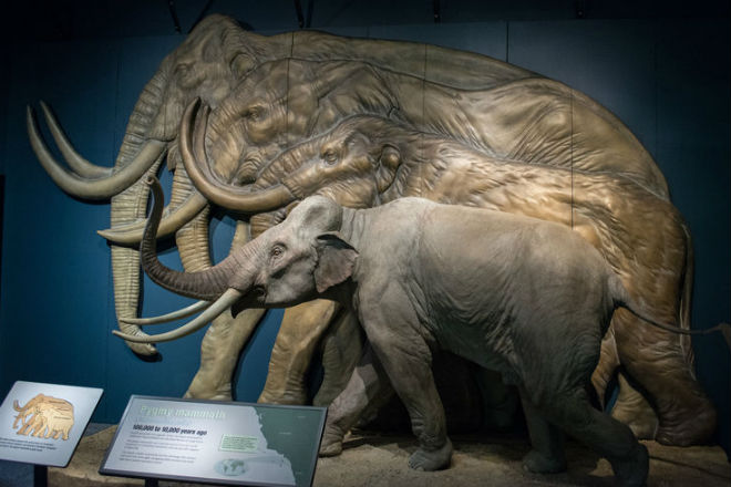 Отчего вымерли мамонты, ведь они просто могли перейти в другие места Отчего вымерли мамонты, ведь они просто могли перейти в другие места