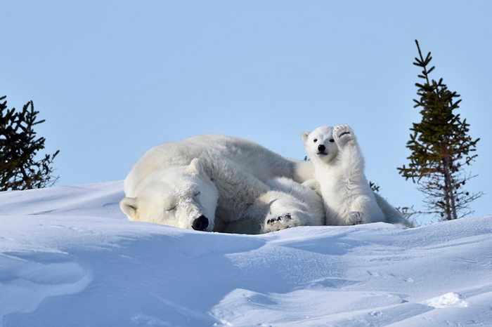 Конкурс на самое забавное фото диких животных The Comedy Wildlife Photography Awards 2016