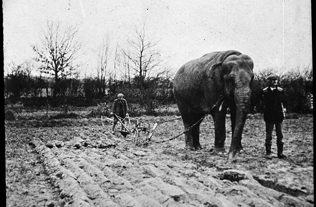 История фото: как пахали на слонах